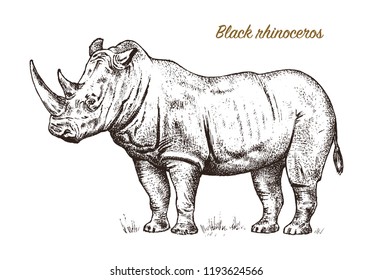 African rhinoceros Wild animal on white background. Engraved hand drawn line art Vintage old monochrome sketch, ink. Vector illustration for label. safari symbol.