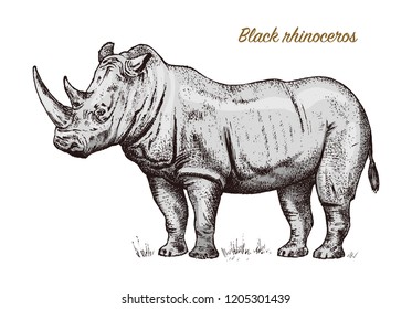 African rhinoceros Wild animal on white background. Engraved hand drawn line art Vintage old monochrome sketch, ink. Vector illustration for label. safari symbol.
