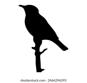African Rock Pipit vector illustration on white background.