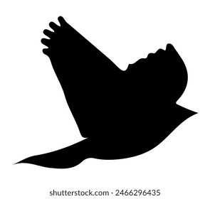 African Rock Pipit. Vector image. White background.