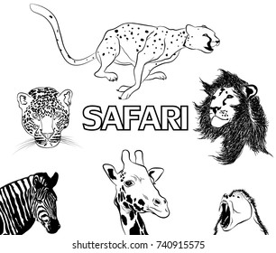 african safari