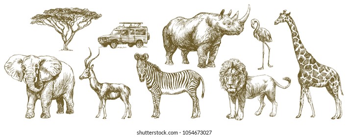 African safari animal. Hand drawn set.