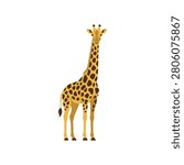 African safari animals vector set depicting a tall spotted giraffe standing gracefully on white background.