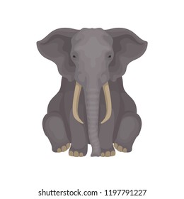 African savanna elephant sitting isolated on white background. Animal with large ears, long trunk and tusks. Flat vector design