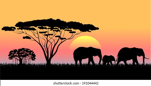 African savanna an evening landscape 