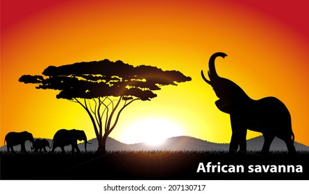 African savanna an evening landscape