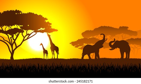 African savanna an evening landscape