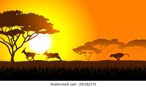 African savanna an evening landscape