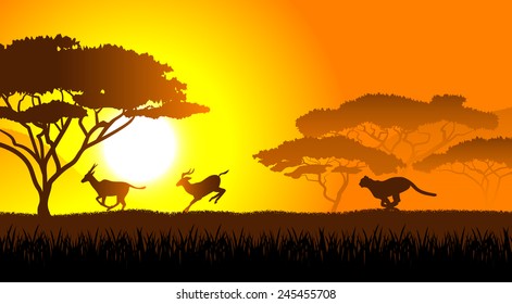 African savanna an evening landscape