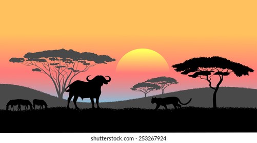 African savanna an evening landscape