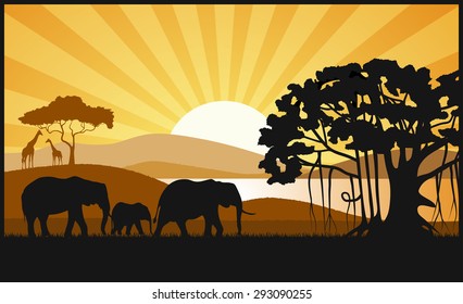 African savanna an evening landscape