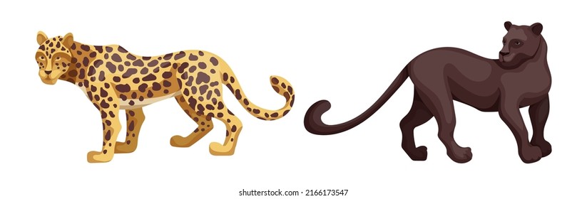 African savannah animals set. Carnivorous mammals, cat families. Cartoon vector graphics.