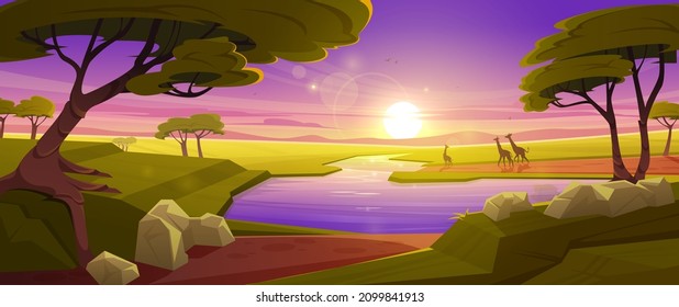 African savannah landscape with giraffes family walk to river at sunset background. Wild nature of Africa, Kenya with green trees, rocks and grassland field under dusk sky, Cartoon Vector illustration