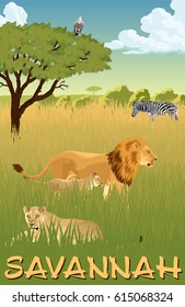 African savannah with lions and zebra - vector illustration