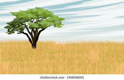 African Savannah. Lonely African Acacia Tree In Tall Dry Grass. Realistic Vector Landscape