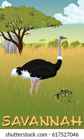 African savannah with ostrich, turtle and elephants - vector illustration