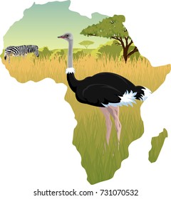 African savannah with ostrich and zebra - vector illustration