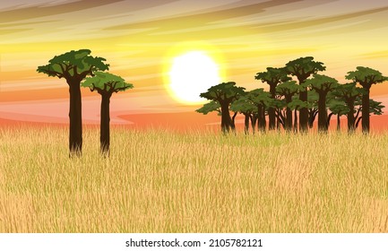 African savannah. Tall dry grass and a group of baobabs against the sunset sky. Wildlife of Africa. Realistic vector landscape svg