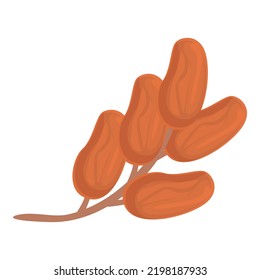 Vector de dibujos animados de icono de semillas africanas. Comida de palma. Semilla árabe