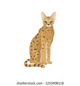 African serval in sitting position. Wild cat with large ears, long legs and spotted body. Flat vector for promo poster of zoo