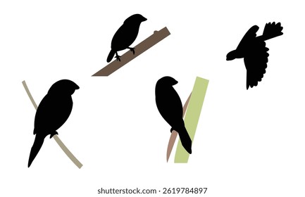 African silverbill bird Silhouette Design  And Vector Illustration. 