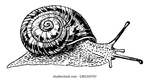 African Snail is a species of large land snail that belong in the Achatinidae family, vintage line drawing or engraving illustration.