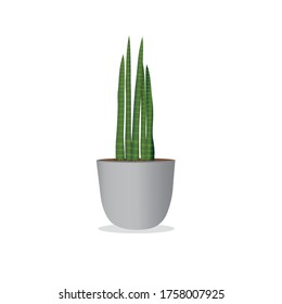 african spear is the great houseplant