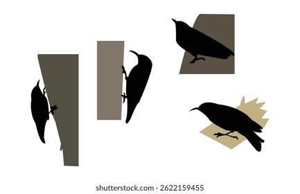 African spotted creeper bird Silhouette Design  And Vector Illustration. 
