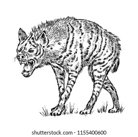 African spotted hyena. Wild animal. Engraved hand drawn old monochrome Vintage sketch.