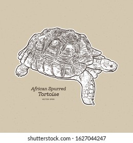 The African spurred tortoise is the largest mainland tortoise, hand draw sketch vector.