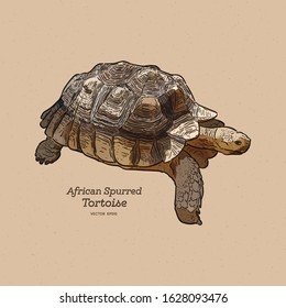 The African spurred tortoise is the largest mainland tortoise, hand draw sketch vector.