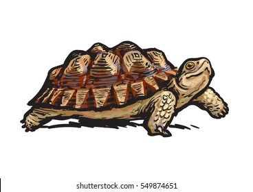 African Spurred Tortoise.Cheerful turtle walking. Realistic hand drawn vector illustration.