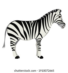 African striped zebra on transparent background