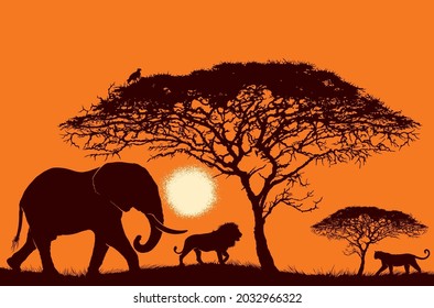 African Sunset Wildlife Tree scene which captures the African savannah and typical dramatic orange to red sunsets. The image features  Acacia trees, an African Elephant, a male Lion and a Leopard.