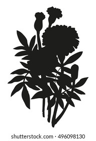 African Tagetes isolated on white background. Monochrome black ink drawn picture sketchy in art engraving retro style pen on paper. Closeup view with space for text