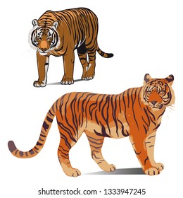 AFRICAN TIGERS VECTOR