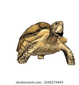 African tortoise animal vector ilustration realistic design template 