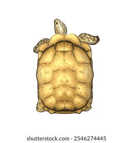 African tortoise animal vector ilustration realistic design template 