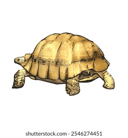 African tortoise animal vector ilustration realistic design template 