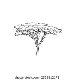 Un árbol africano. Árbol de acacia. Dibujado a mano en blanco y negro boceto.