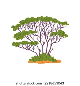 African tree with high crown flat style, vector illustration isolated on white background. Green bush, acacia, natural plant. Decorative design element for African landscape