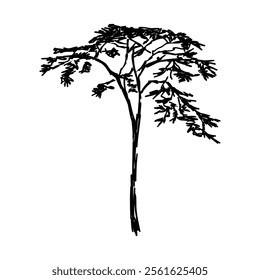 African tree isolated silhouette. Acacia tree silhouette.