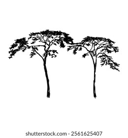 African tree isolated silhouette. Acacia tree silhouette.