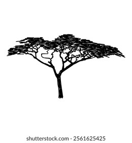 African tree isolated silhouette. Acacia tree silhouette.