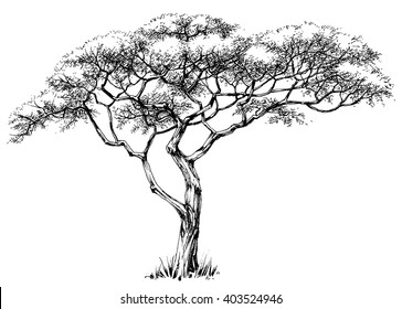 African tree, marula tree