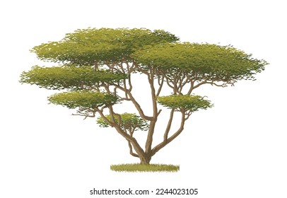 African tree with three-pronged in savannah, vector illustration isolated on white background