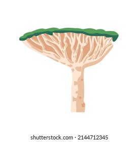 La Acacia o Vachellia Tortilis o Acacia Tortilis y Genus Vachellia Aisladas de fondo blanco. Bioma tropical tropical tropical y subtropical del bosque tropical. Ilustración del vector de dibujos animados