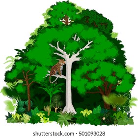 African vector jungle illustration. Vector Green Tropical Forest with leopard