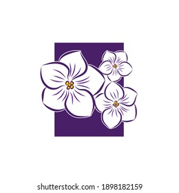 African violet flat vector botanical illustration. Hand drawing of exotic, tropical flower.