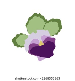 African violet flat vector botanical illustration. viola flower on white background for textile or invitations cards. Vintage pansy flowers and leaves, spring violet florals design element